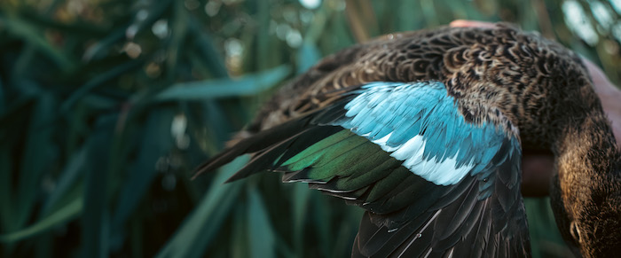 Decoding HIP: A Guide to the Harvest Information Program